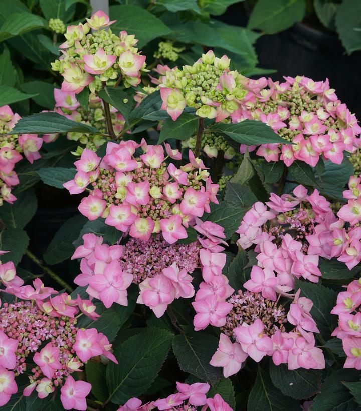 Hydrangea mac. subsp. serrata Let's Dance Can Do®