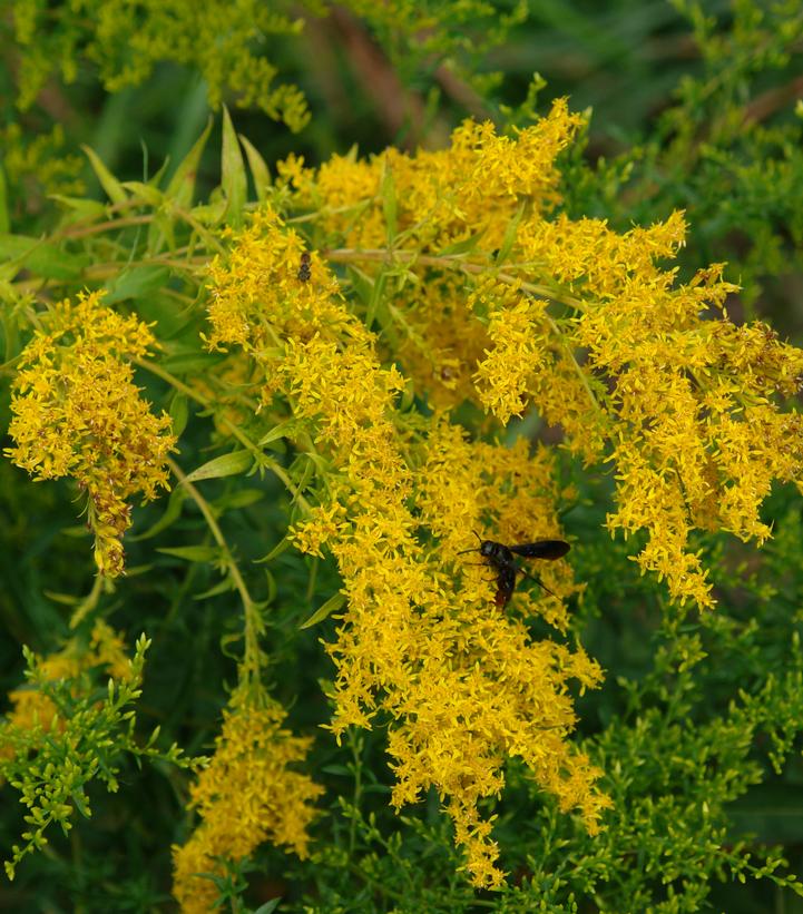 Solidago odora 