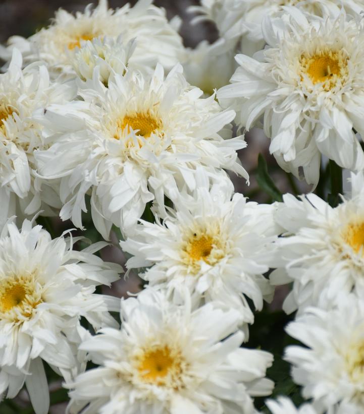 Leucanthemum Amazing Daisies® 'Marshmallow'