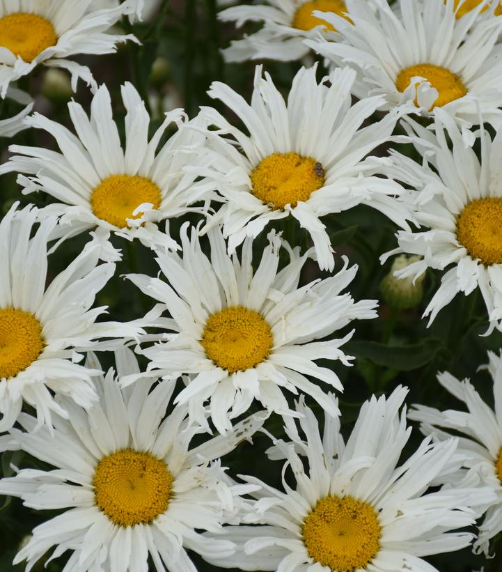 Leucanthemum Amazing Daisies® 'Spun Silk'