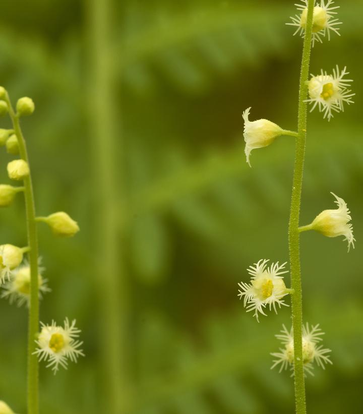 Mitella diphylla 