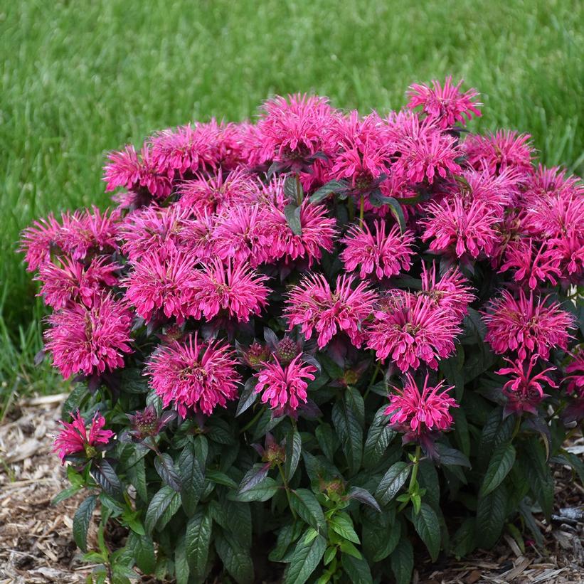 Monarda Sugar Buzz® 'Berry Taffy'