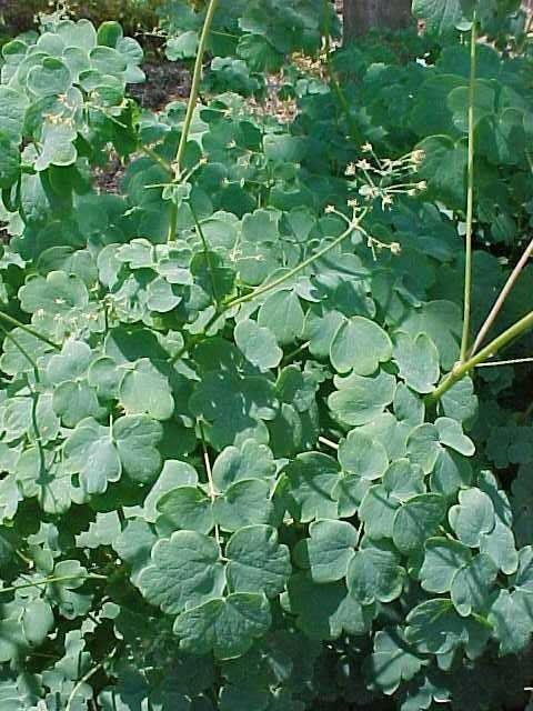 Thalictrum dioicum 