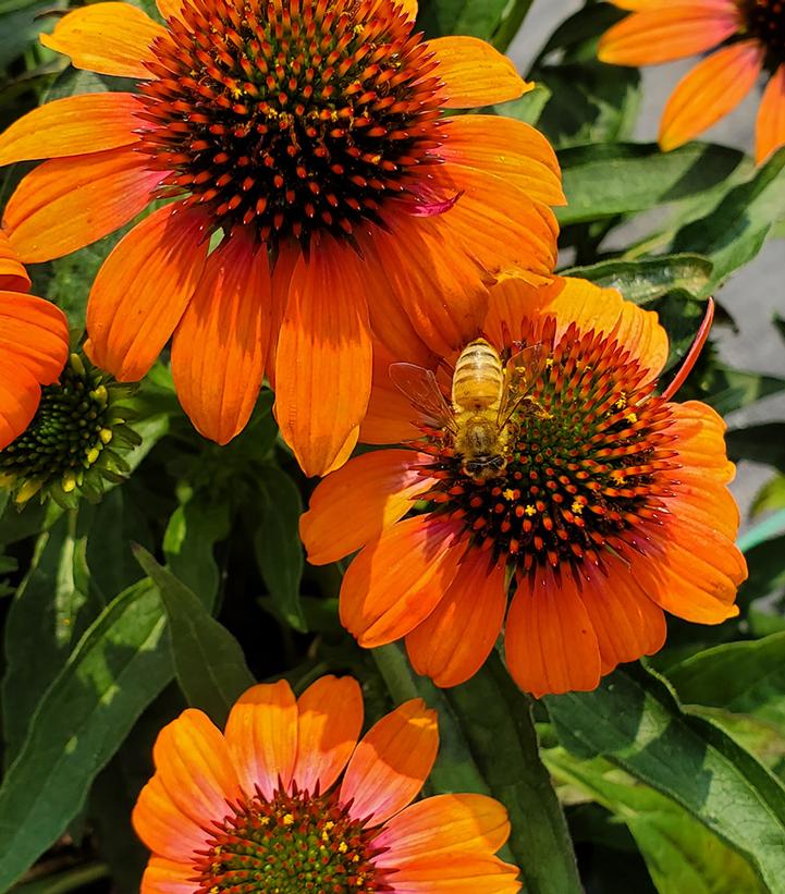 Echinacea x hybrida Artisan™ Soft Orange