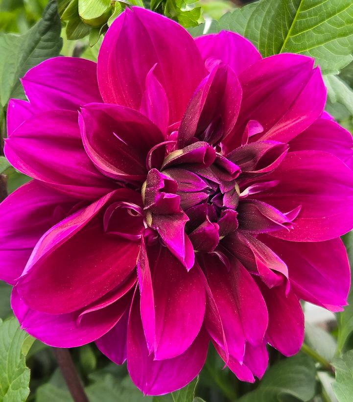Dahlia 'Thomas Edison'