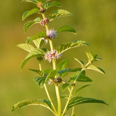 Mentha arvensis 