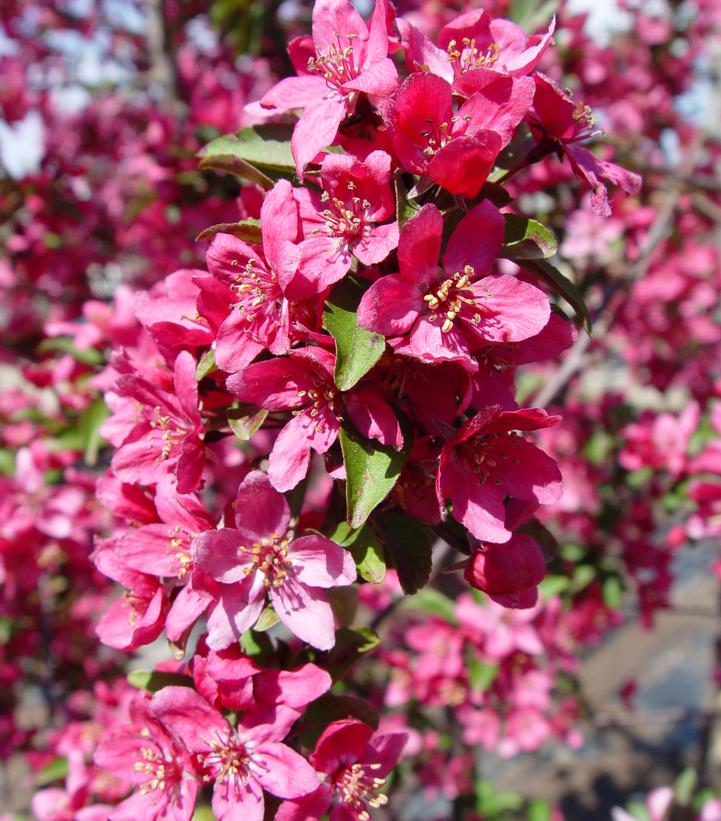 Malus X 'Prairiefire'