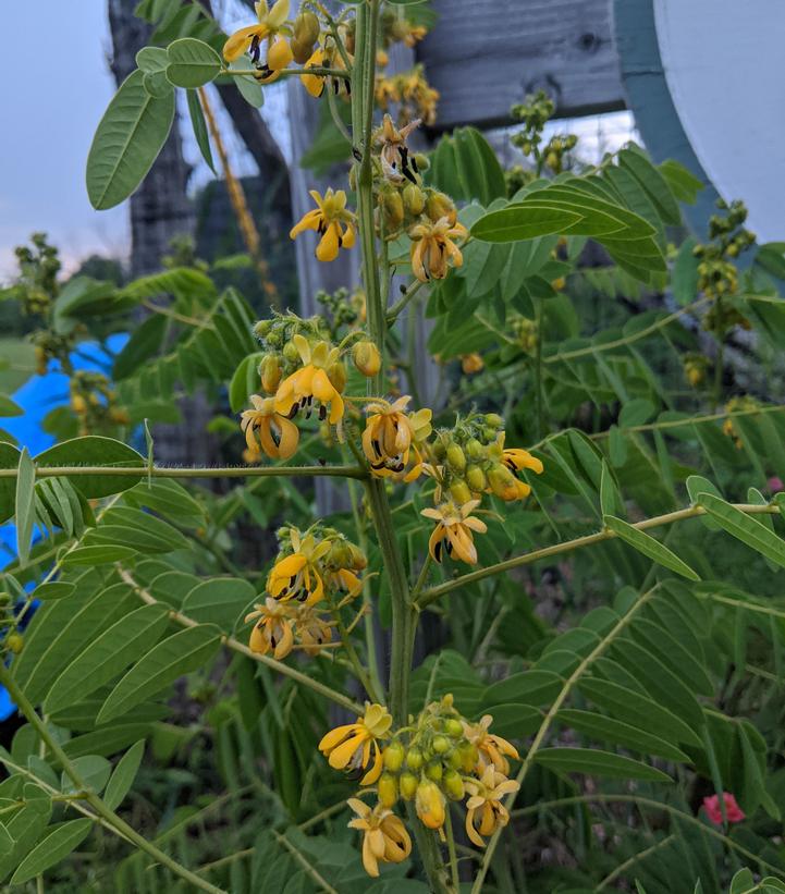 Senna hebecarpa 