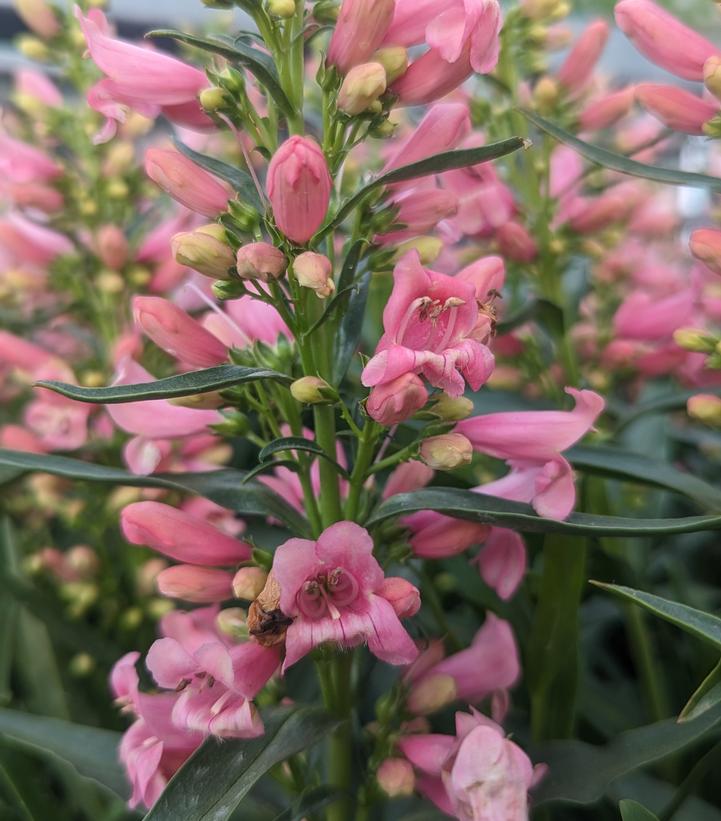 Penstemon barbatus 'Pristine Pink'