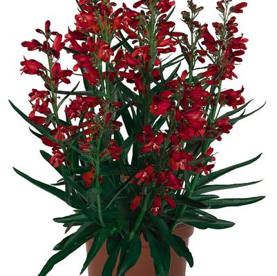 Penstemon barbatus 'Pristine Scarlet'