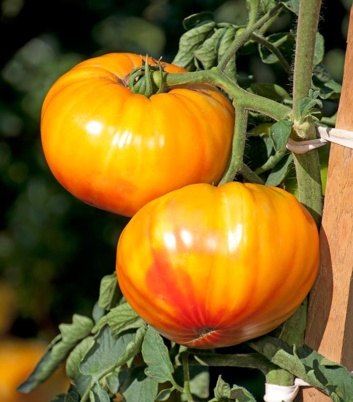 Tomato hybrid Buffalosun