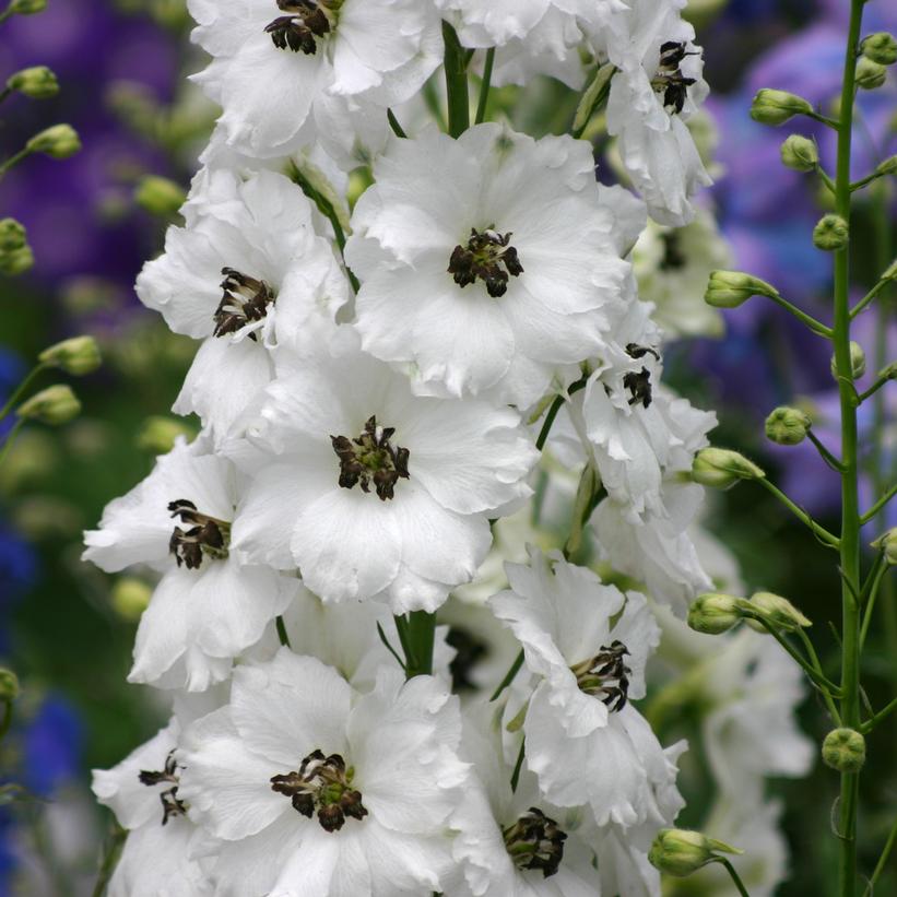 Delphinium New Zealand Delphiniums 'Black Eyed Angels'