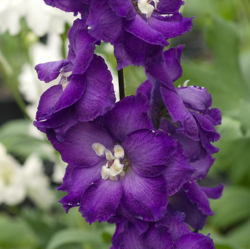 Delphinium New Millennium™ 'Purple Passion'