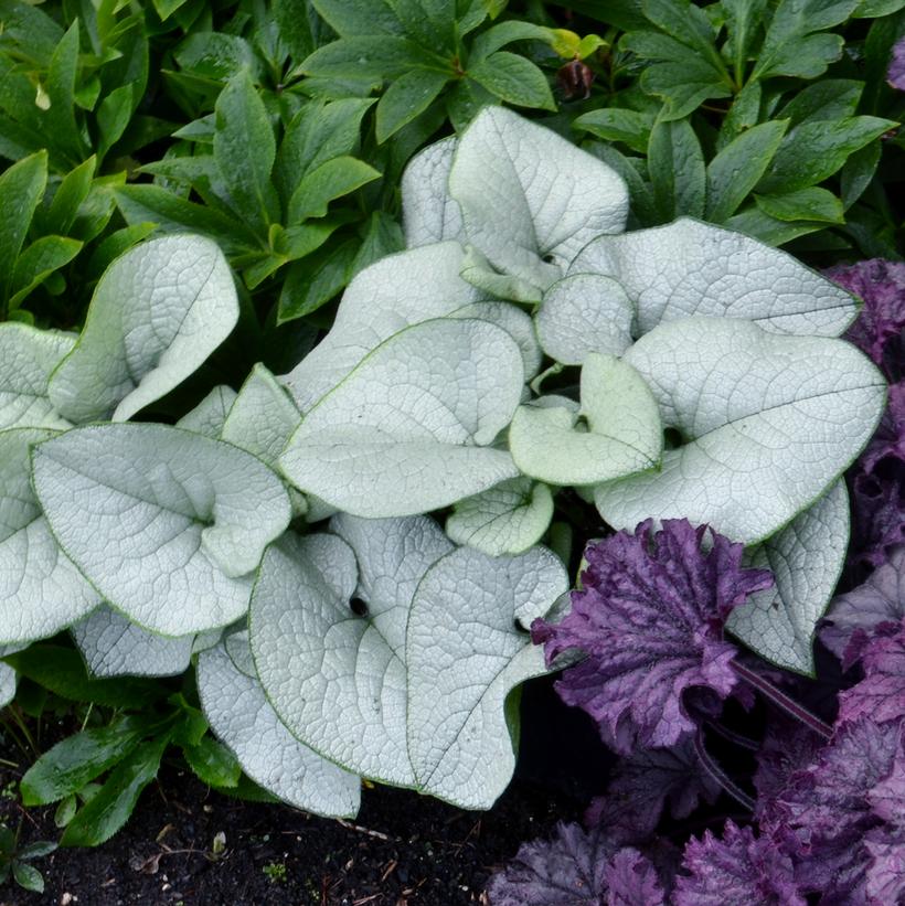 Brunnera 'Alexandria'