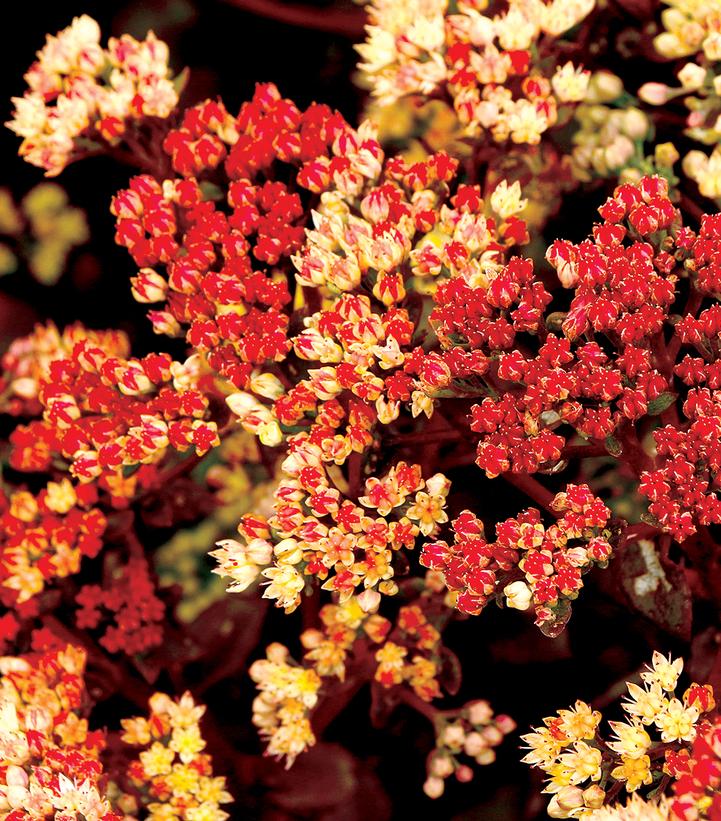 Sedum telephium 'Peach Pearls'