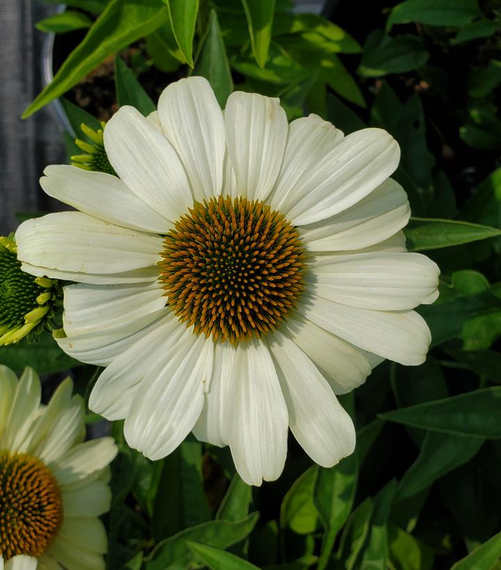 Echinacea hybrid Color Coded™ 'The Price is White'