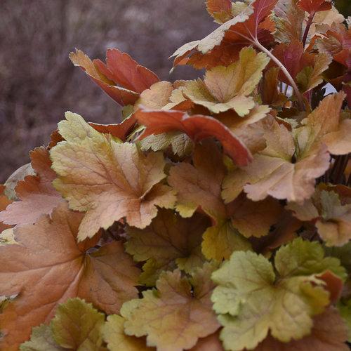 Heuchera hybrid Dolce® 'Toffee Tart'