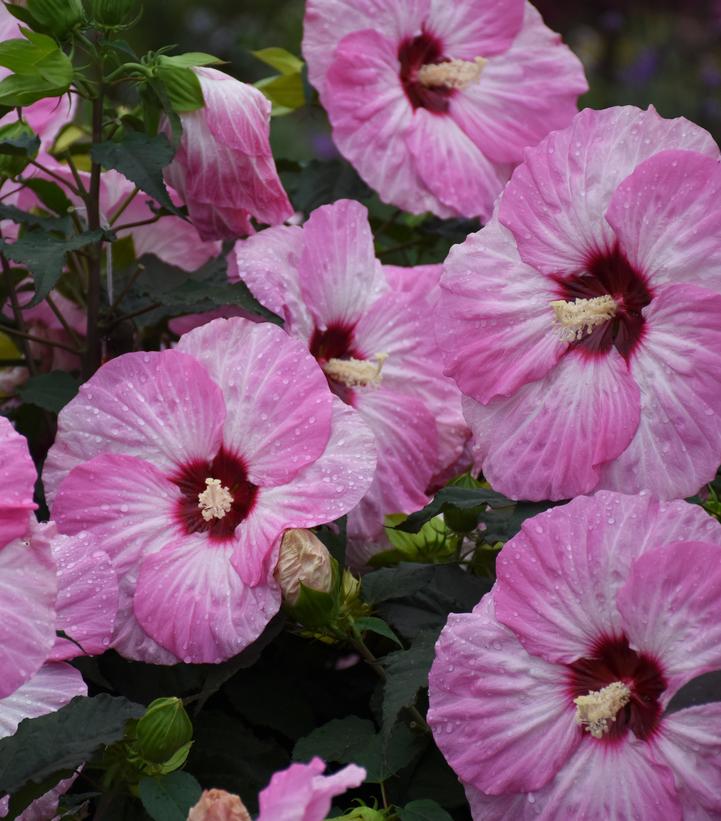 Hibiscus hybrid Summerific® 'Spinderella'