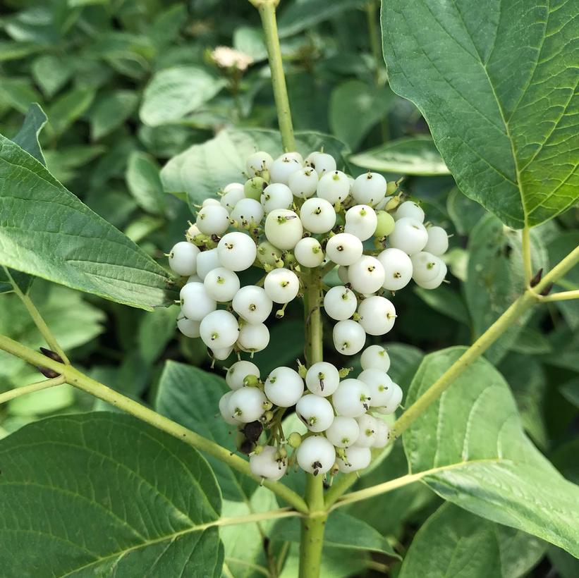 Cornus stolonifera Arctic Fire® Yellow