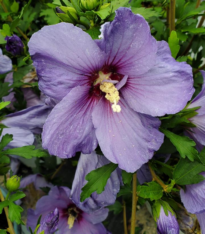 Hibiscus x Paraplu Violet®