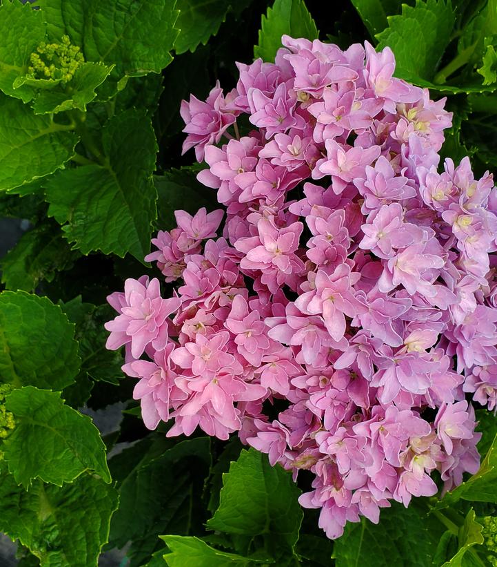 Hydrangea mac. Starfield™