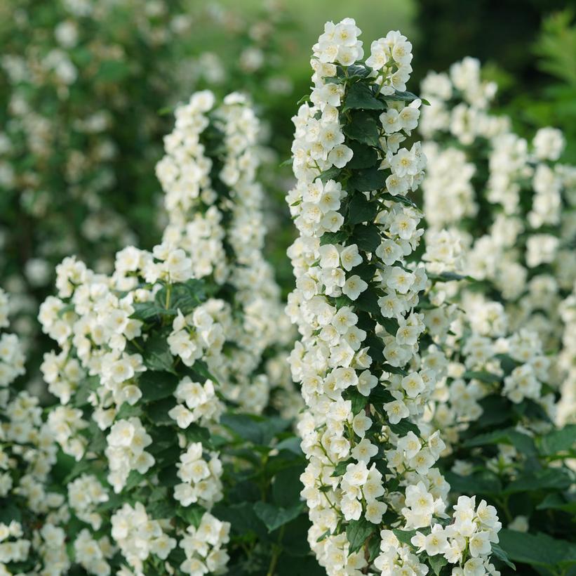 Philadelphus coronarius Illuminati Tower®