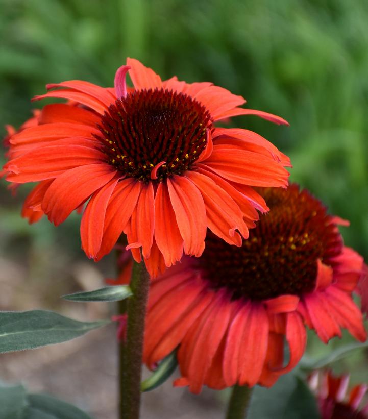 Echinacea Eye-Catcher™ 'Tanager'