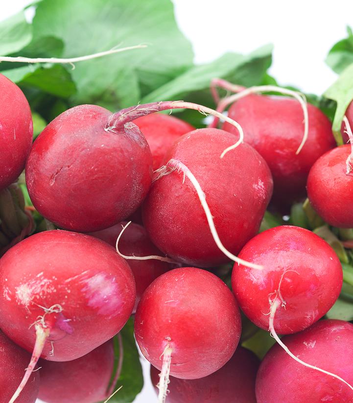 Radish 'Crunchy King'