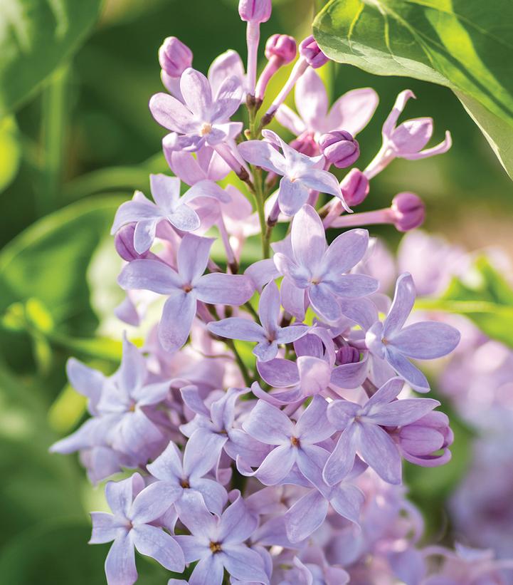 Syringa vulgaris 'New Age™ Lavender' New Age™ Lavender Lilac from ...