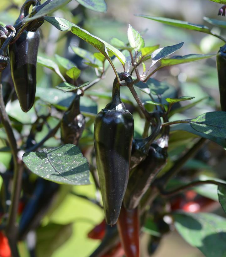 Pepper 'Count Dracula' (Hot)