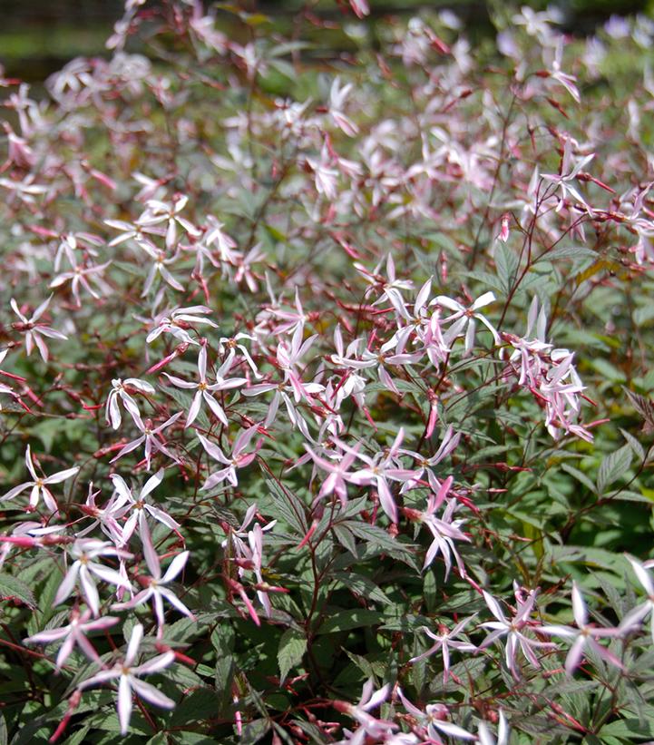 Porteranthus trifoliatus 'Pink Profusion'