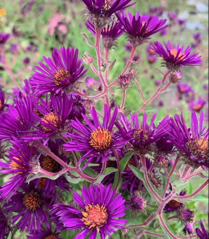 Aster novae-angliae 'Nachtauge'