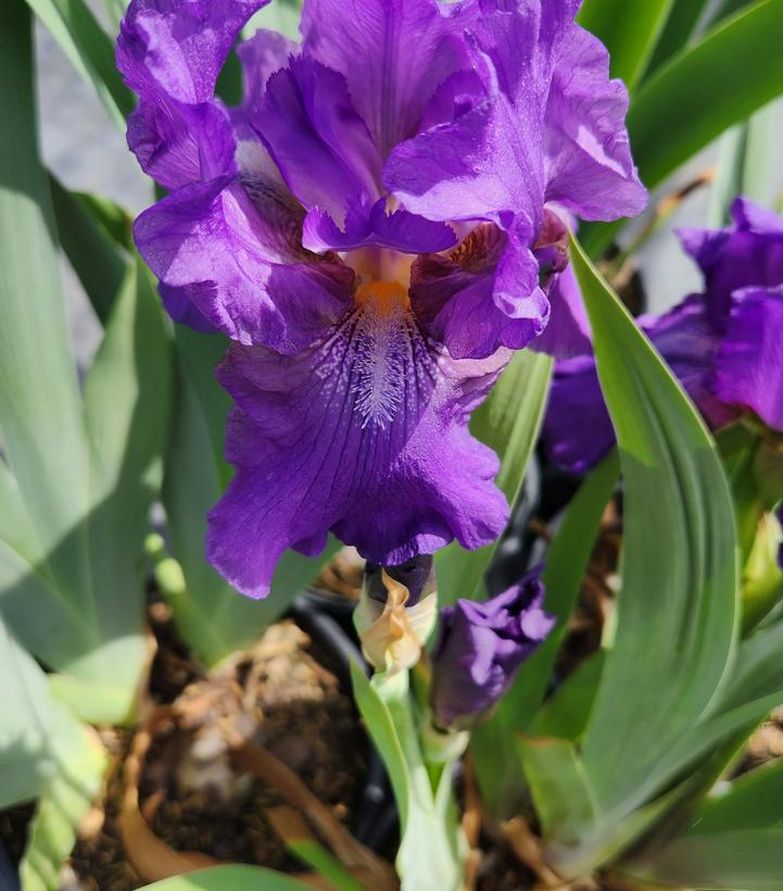 Iris germanica 'Wine Festival'