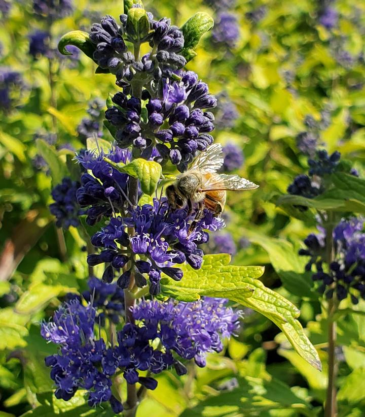 Caryopteris x cland. Beekeeper™