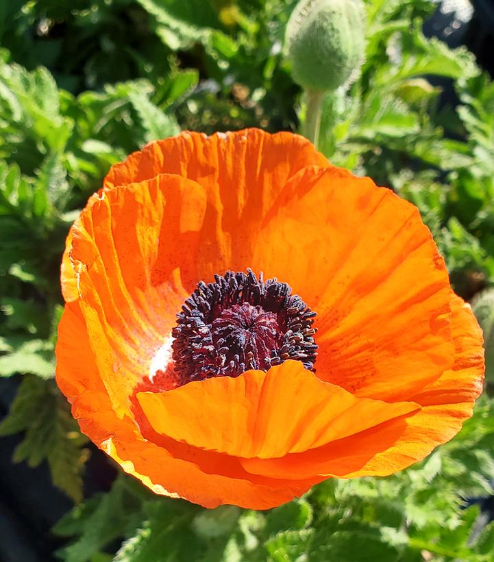 Papaver orientale Fruit Punch Mix