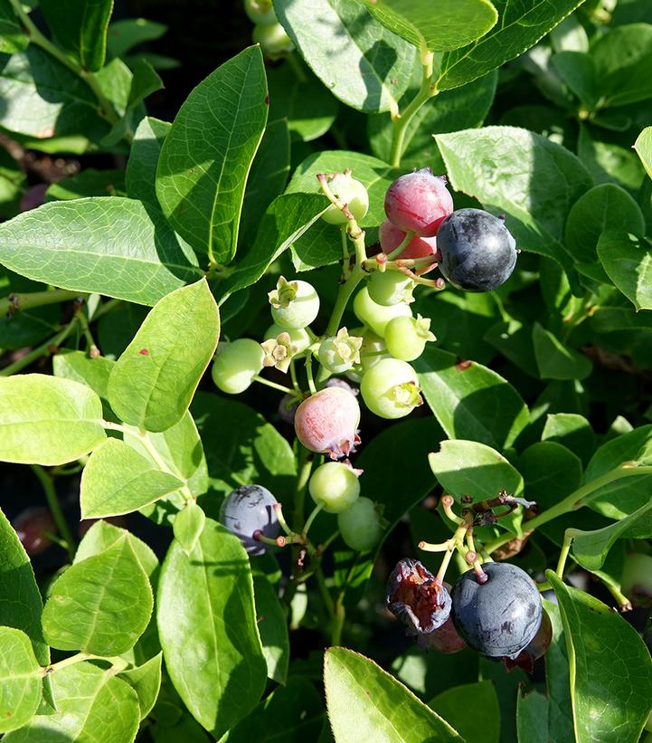 Vaccinium corymbosum Polaris