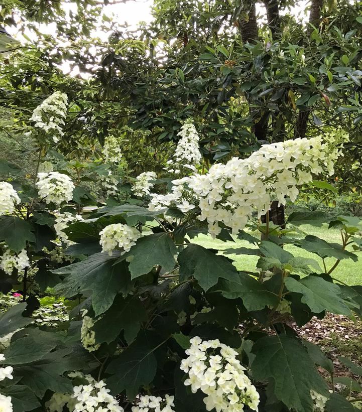 Hydrangea quercifolia 'Snowcicle'