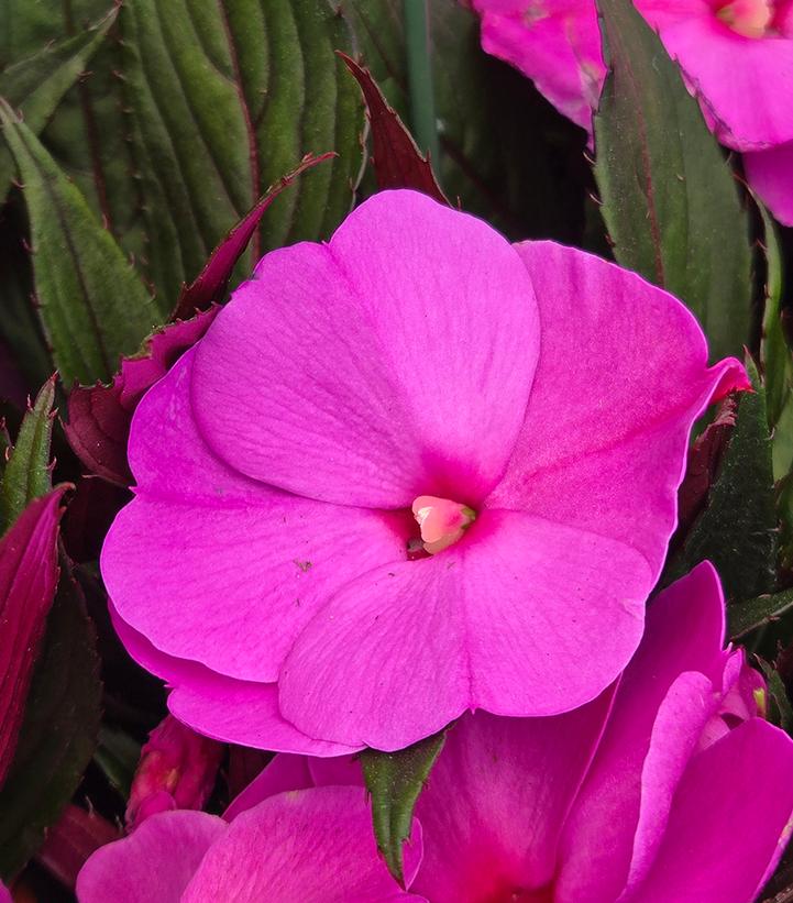 New Guinea Impatiens Assorted Mix
