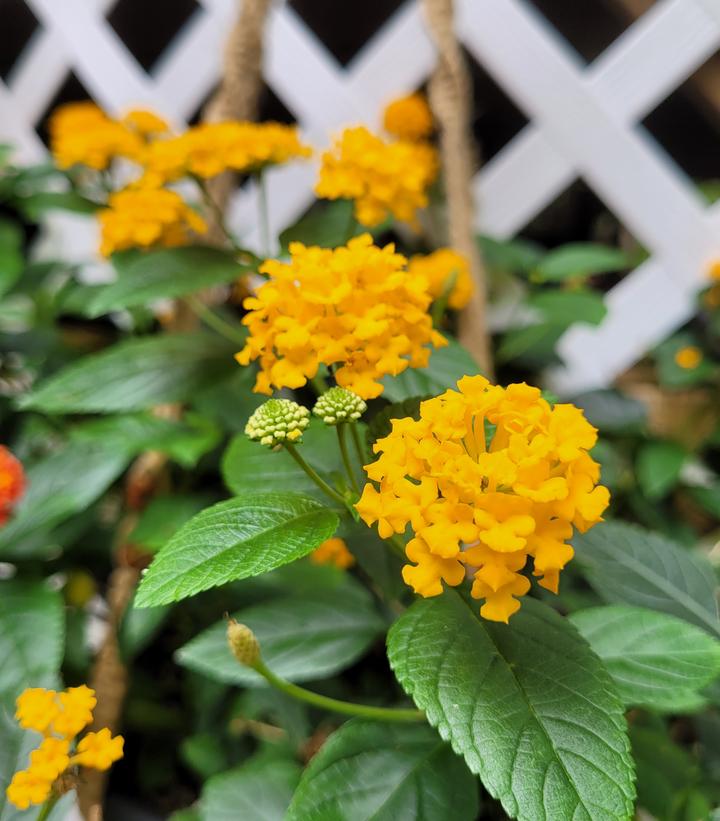 Lantana 