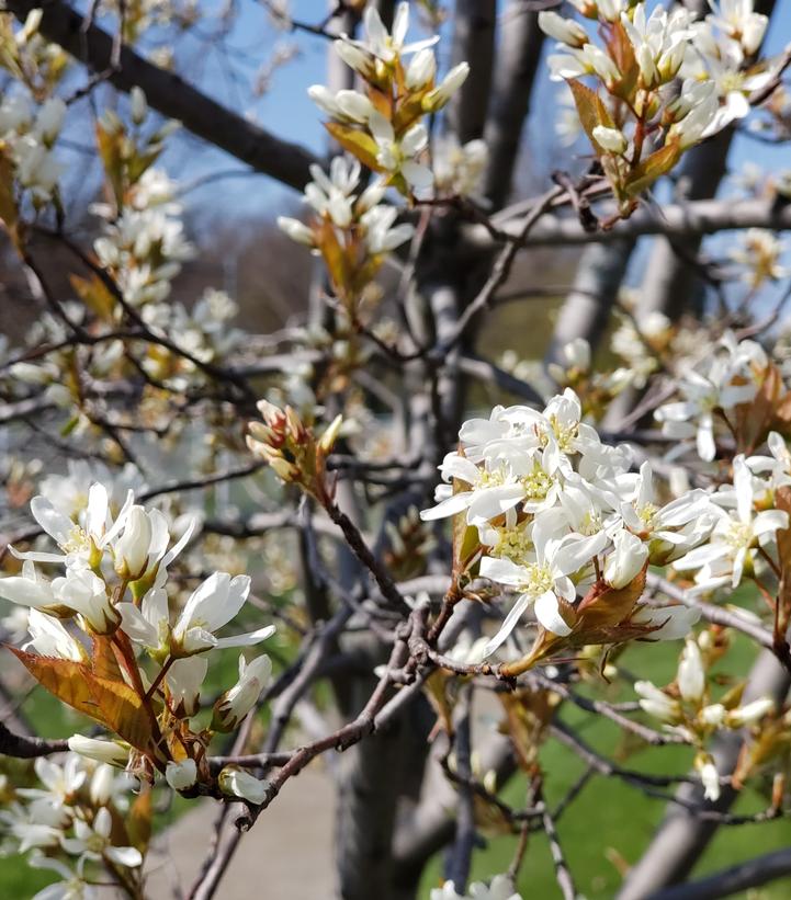 Amelanchier canadensis Spring Glory®