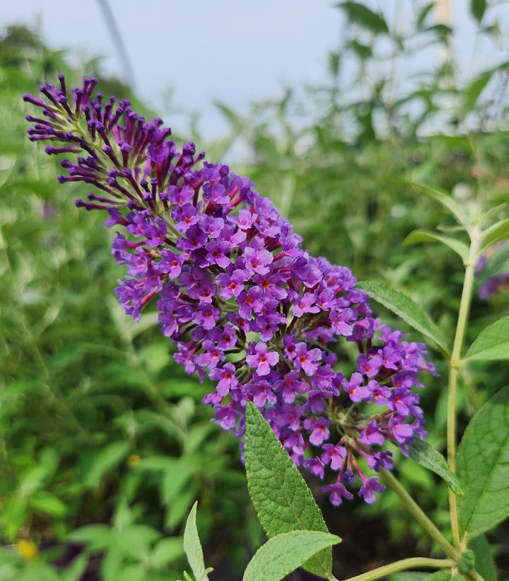 Buddleia davidii Psychedelic Sky™