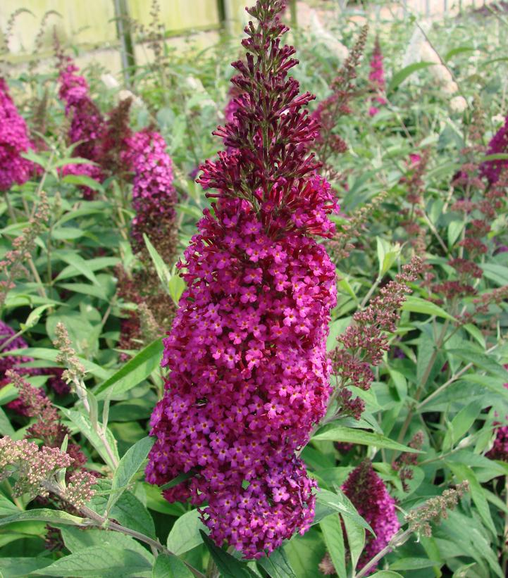 Buddleia davidii 'Funky Fuchsia™' Funky Fuchsia™ Butterfly Bush from ...