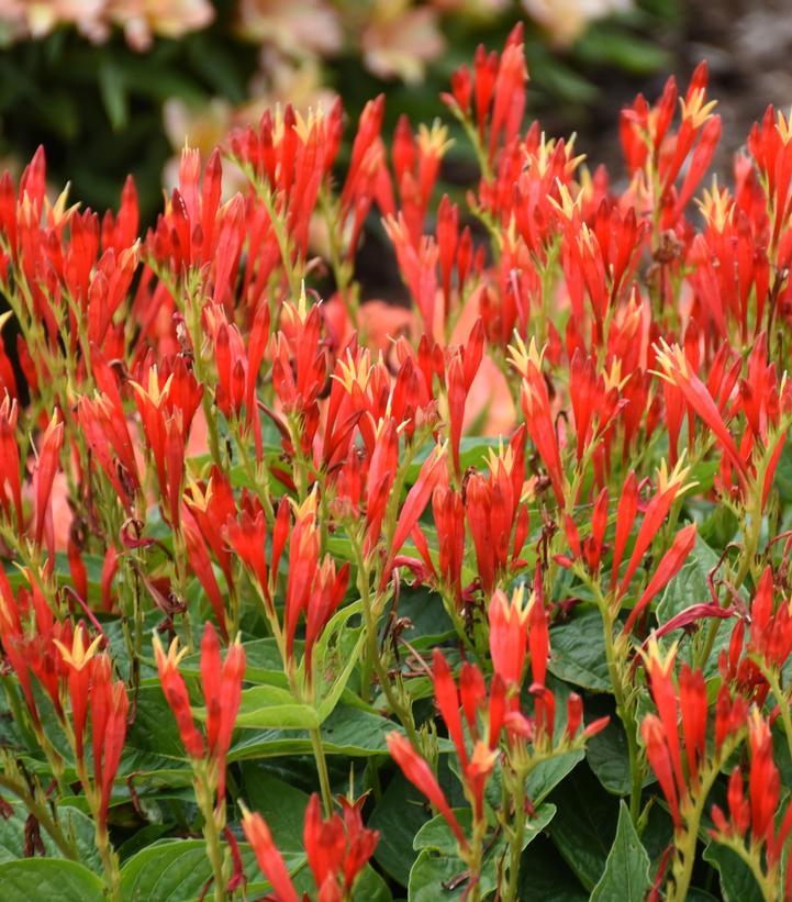 Spigelia marilandica 'Ragin Cajun'