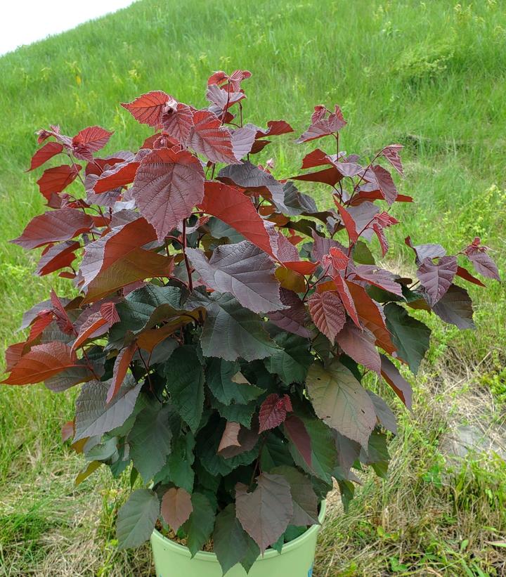 Corylus americana 'Purpleleaf Bailey Select'