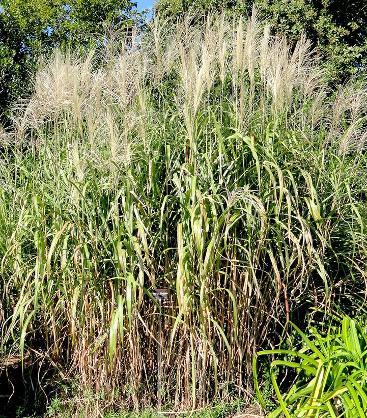 Miscanthus floridulis 