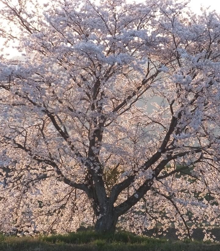 Prunus x yedoensis 