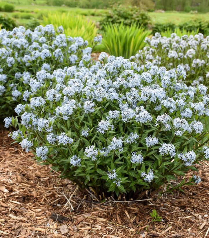 Amsonia tabernaemontana 'Starstruck'