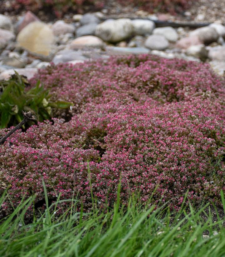 Sedum 'Steel the Show'