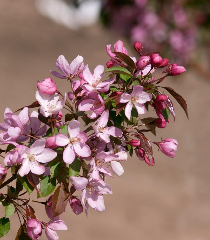 Malus 'Pink Spires'