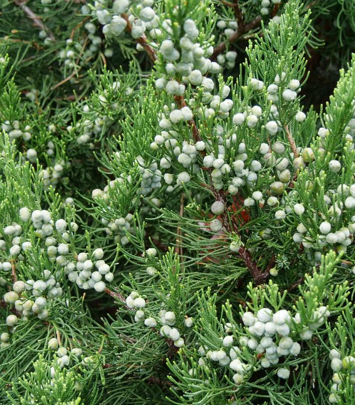 Juniperus chinensis Gin Fizz®